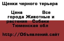 Щенки черного терьера › Цена ­ 35 000 - Все города Животные и растения » Собаки   . Тюменская обл.